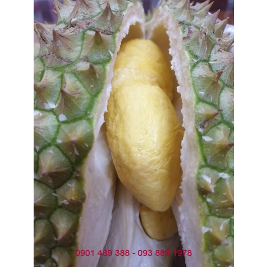 Bột Sầu Riêng